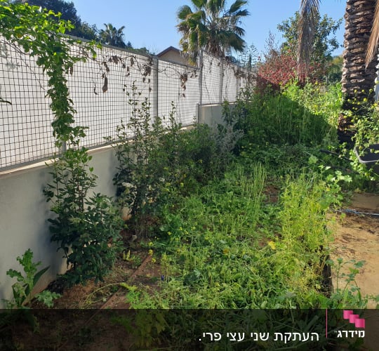 גינה עם צמחים מטפסים ועשבים על אדמה